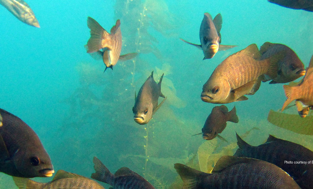 Party Boat Operators to Face Stiffer Penalties for Violations&nbsp;within&nbsp;MPAs