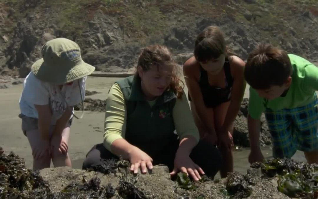 Sonoma: Exploring the Tidepools of the Sonoma Coast