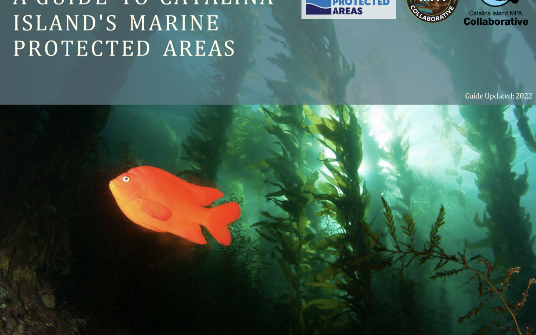 A Guide to Catalina Island’s MPAs