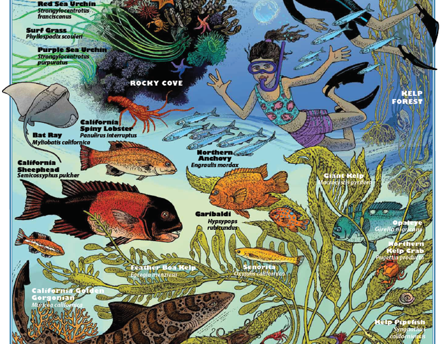 Underwater Parks Posters