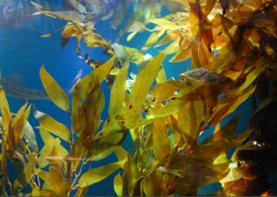 New Regulatory Requirements for the Commercial Harvest of Kelp and Other Marine Algae