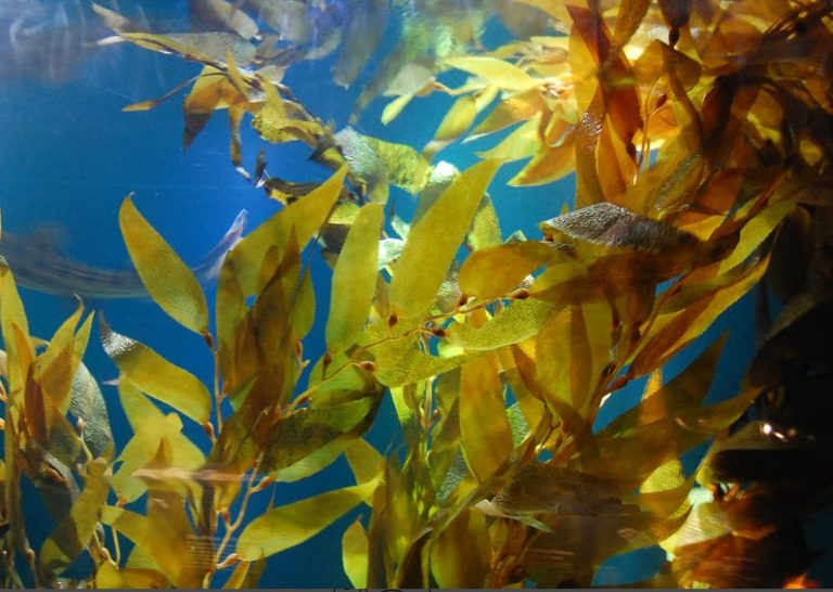New Regulatory Requirements for the Commercial Harvest of Kelp and Other Marine Algae