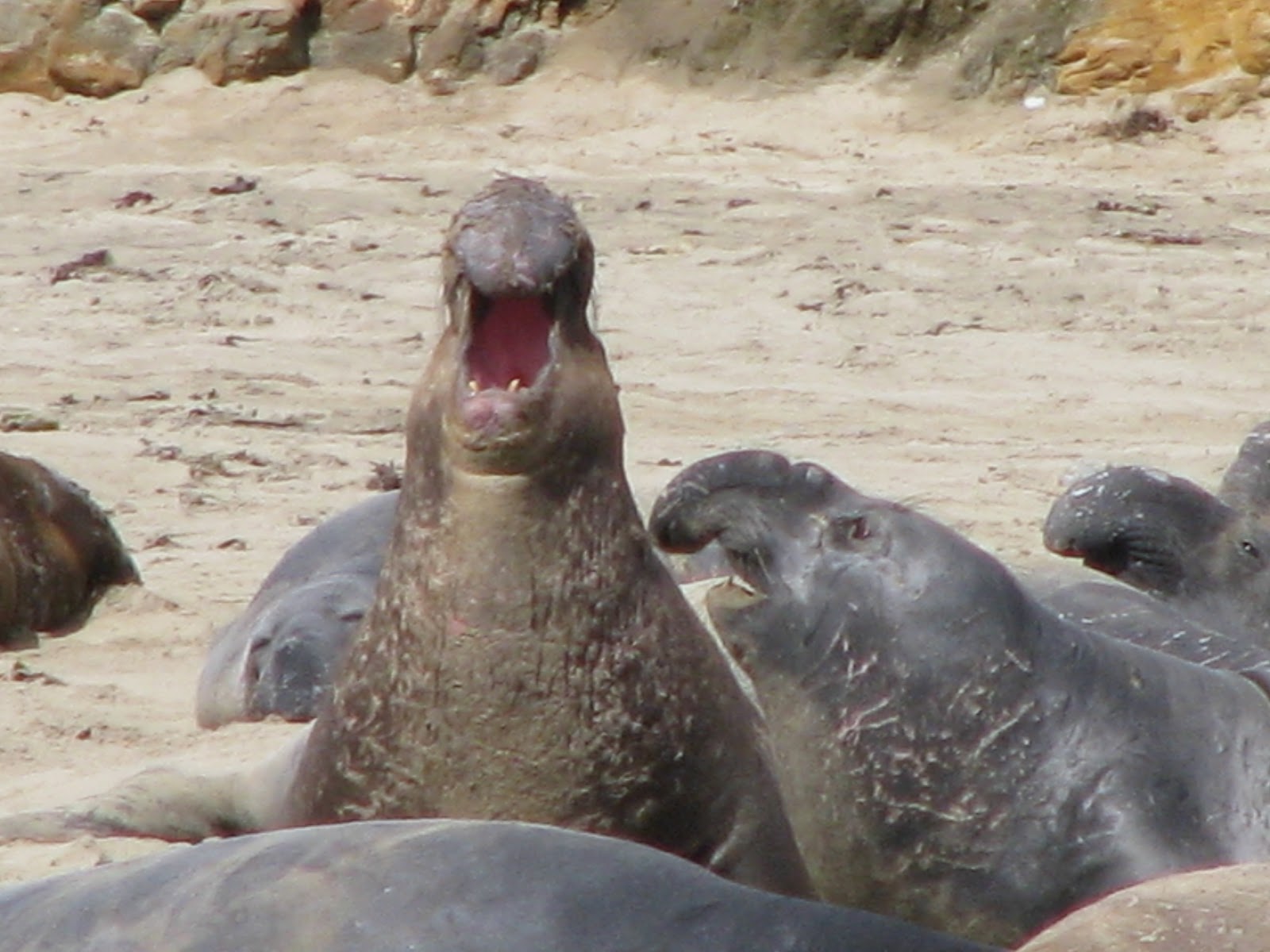 Elephant Seals Evolution Lesson 1 MPA Collaborative Network