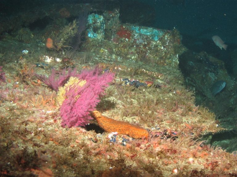 What is cooler than a cucumber – a sea cucumber!