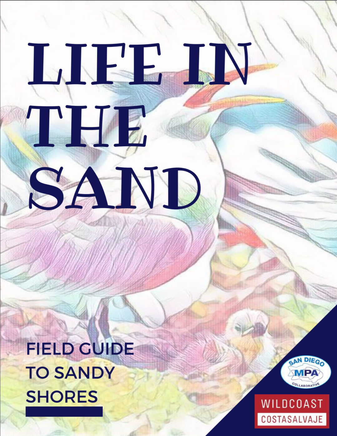 Life in the Sand: Field Guide to Sandy Shores