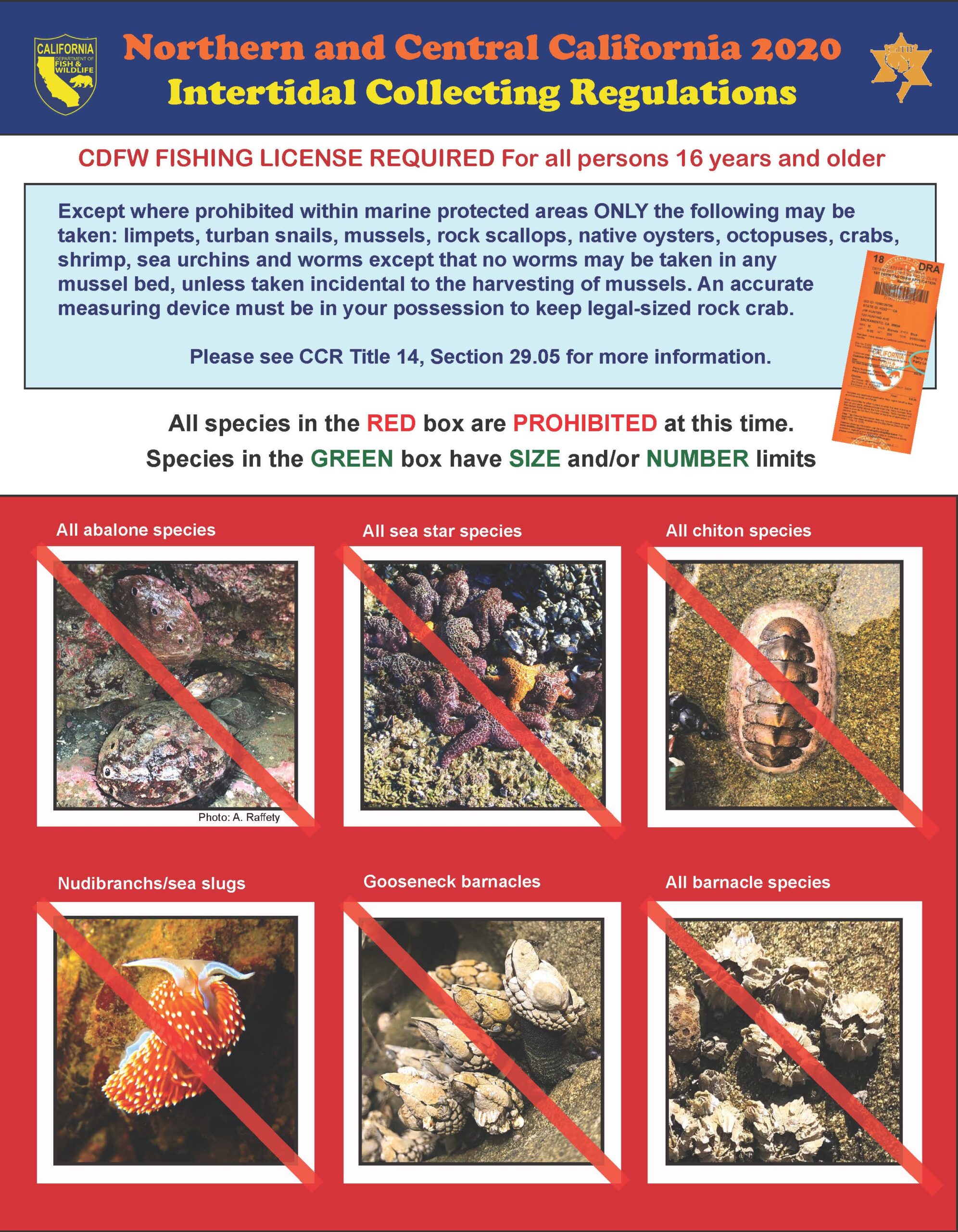 Tidepool Collecting Flyer_NorthandCentral_CDFW (2)_Page_1