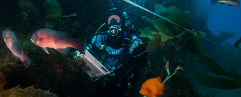 MPA update: Monitoring California’s iconic kelp forests