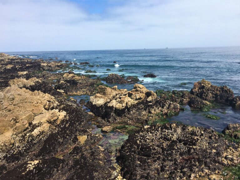 Exploring California’s Marine Protected Areas: Pacific Grove Marine Gardens State Marine Conservation Area