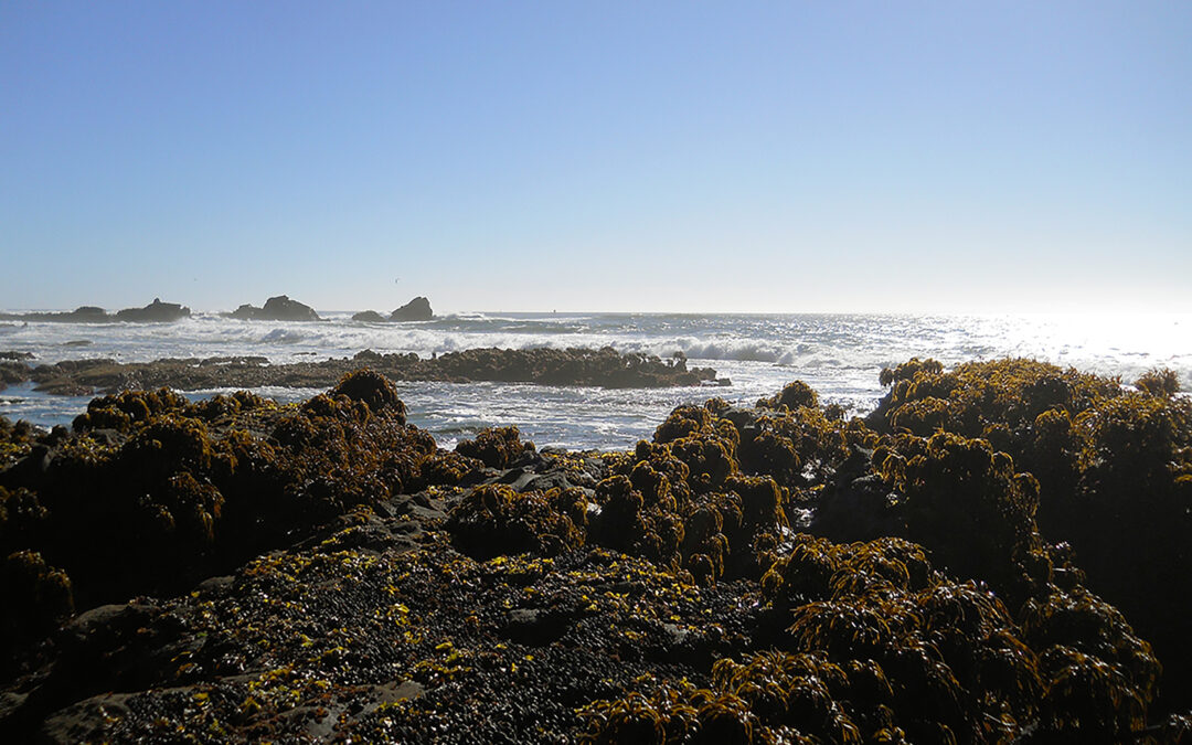 Exploring California’s Marine Protected Areas: Pillar Point State Marine Conservation Area