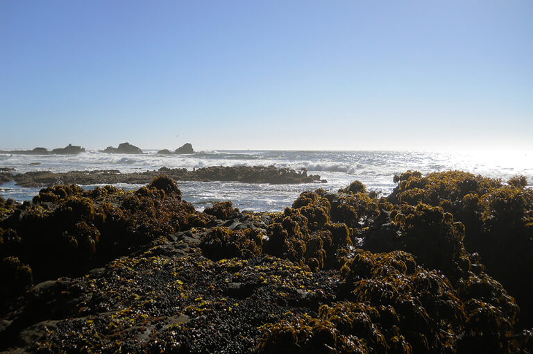 Exploring California’s Marine Protected Areas: Pillar Point State Marine Conservation Area