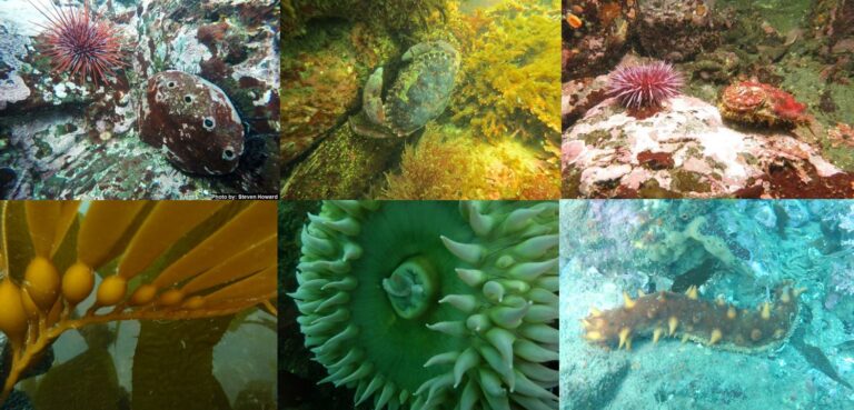 Exploring California’s Marine Protected Areas: Van Damme State Marine Conservation Area