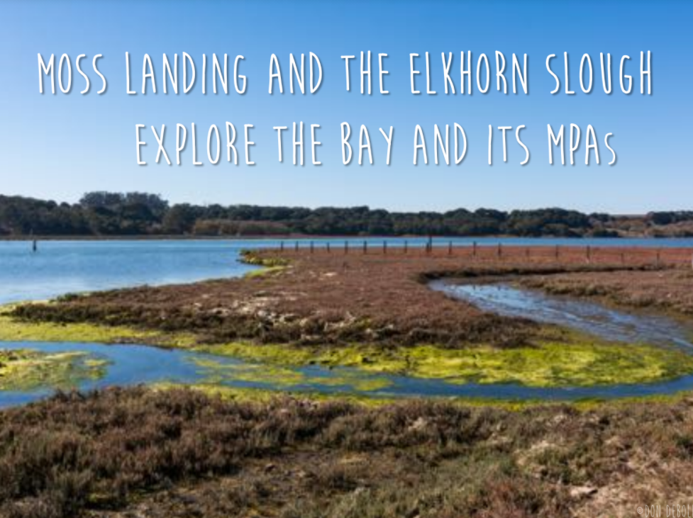 Moss Landing and The Elkhorn Slough Ocean Recreation Guide
