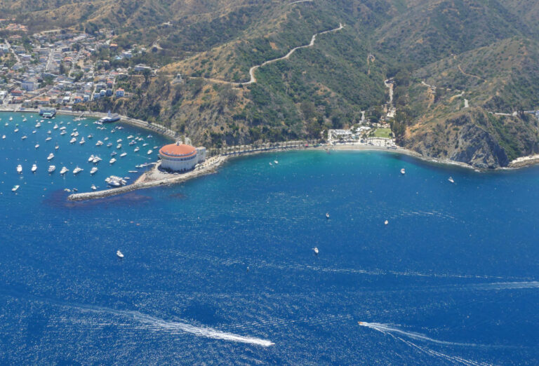 Signs of success for marine-protected areas off PV, Catalina
