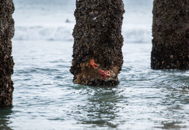 Sea star wasting disease is still a mystery, but CSUF researchers are on the case