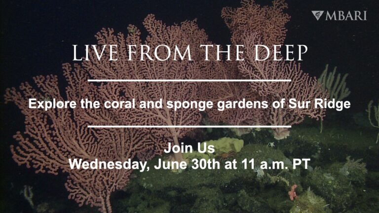 Live from the Deep: Explore the coral and sponge gardens of Sur Ridge