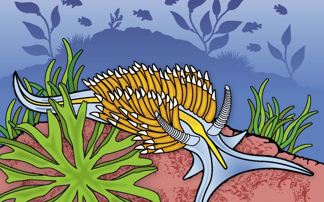 Marine Protected Area Coloring Book (Área Marina Protegida Libro Para Colorear)