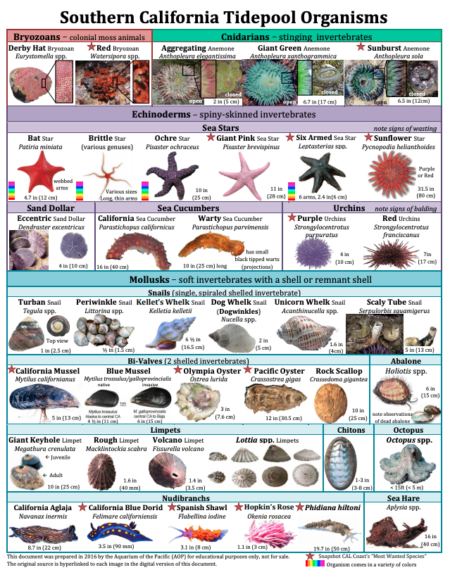 Southern California Tidepool Organisms
