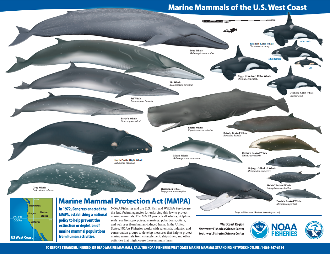 Marine Mammals on the U.S. West Coast
