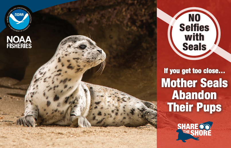 No Selfies with Seal (Postcard)