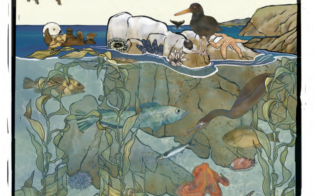 Discover Marine Protected Areas – California Coastal Explorer Guide