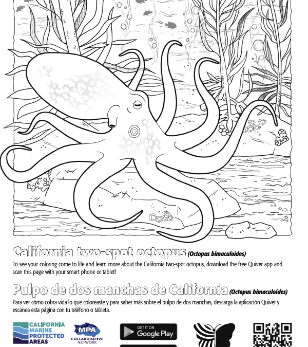 QuiverVision 3D Augmented Reality MPA Coloring Page: California two-spot octopus/Pulpo de dos manchas de California