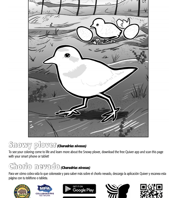 QuiverVision 3D Augmented Reality Coloring Page: Snowy Plover/Chorlo nevado