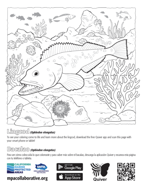 QuiverVision 3D Augmented Reality MPA Coloring Page: Lingcod/Bacalao