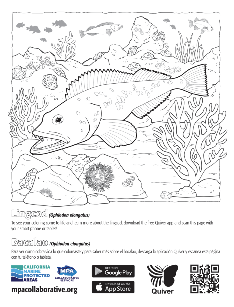 QuiverVision 3D Augmented Reality MPA Coloring Page: Lingcod/Bacalao