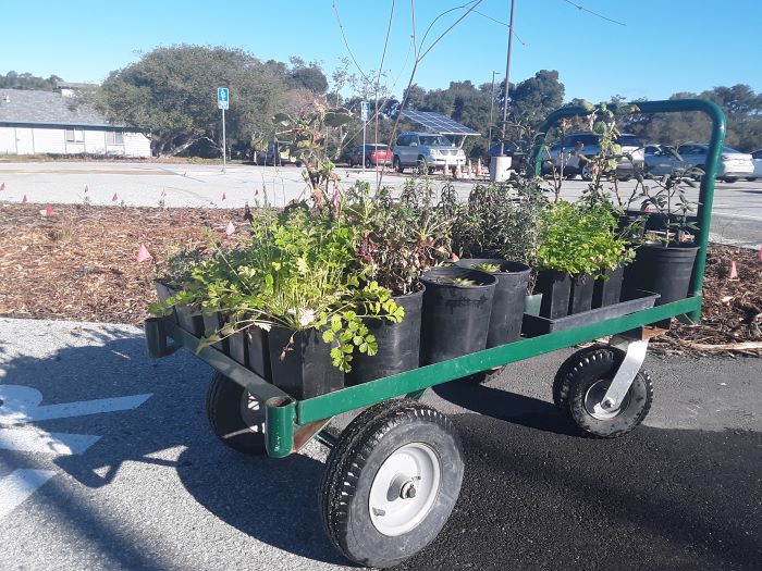 Evenings at the Estuary: Tidy Tips for Native Gardening
