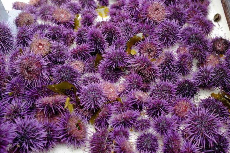 Trapping Millions of ‘Zombie’ Urchins Could Restore California’s Once Mighty Kelp Forests