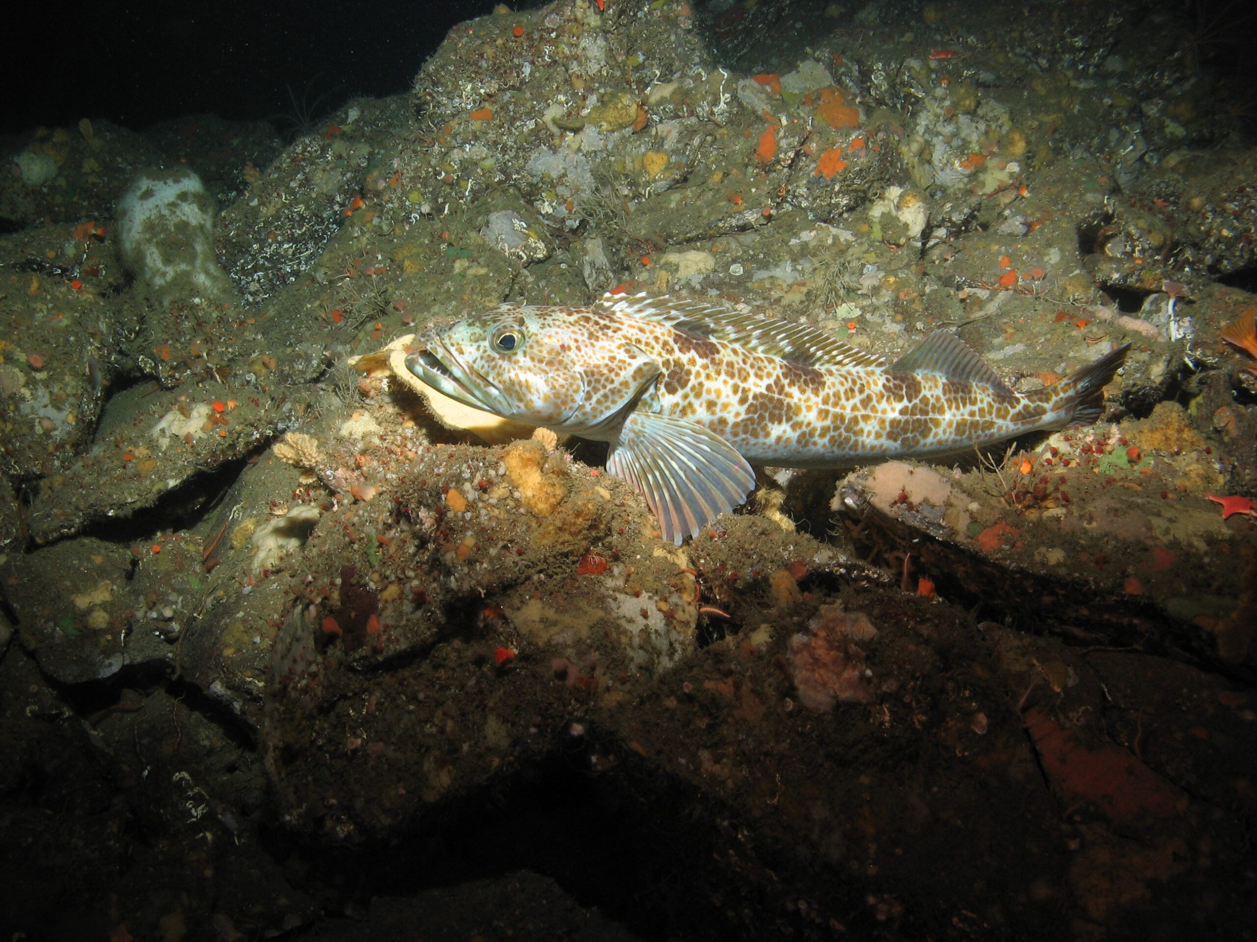 Lingcod Cypress Point CDFW MARE