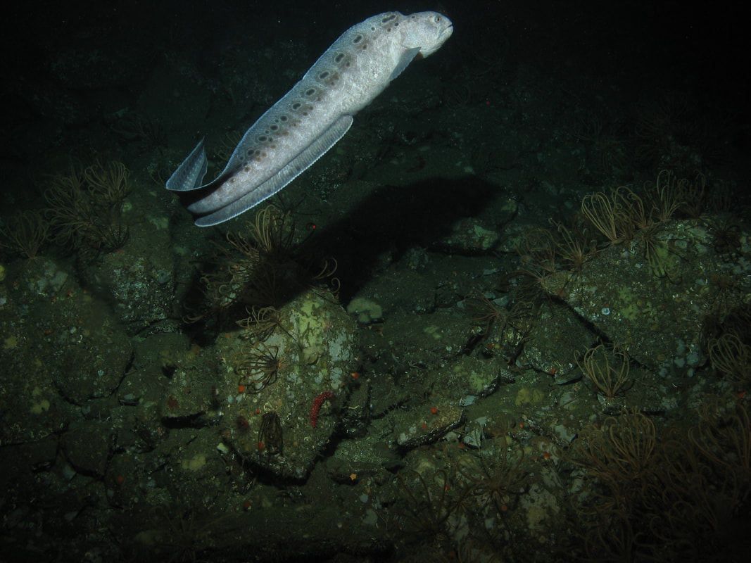 wolf eel_CDFW_MARE