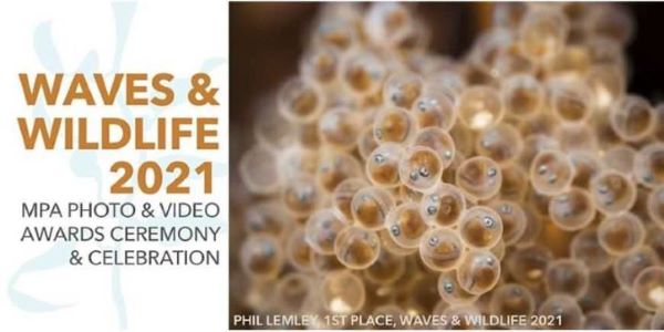 Waves & Wildlife MPA Photo & Video Awards Ceremony & Virtual Celebration