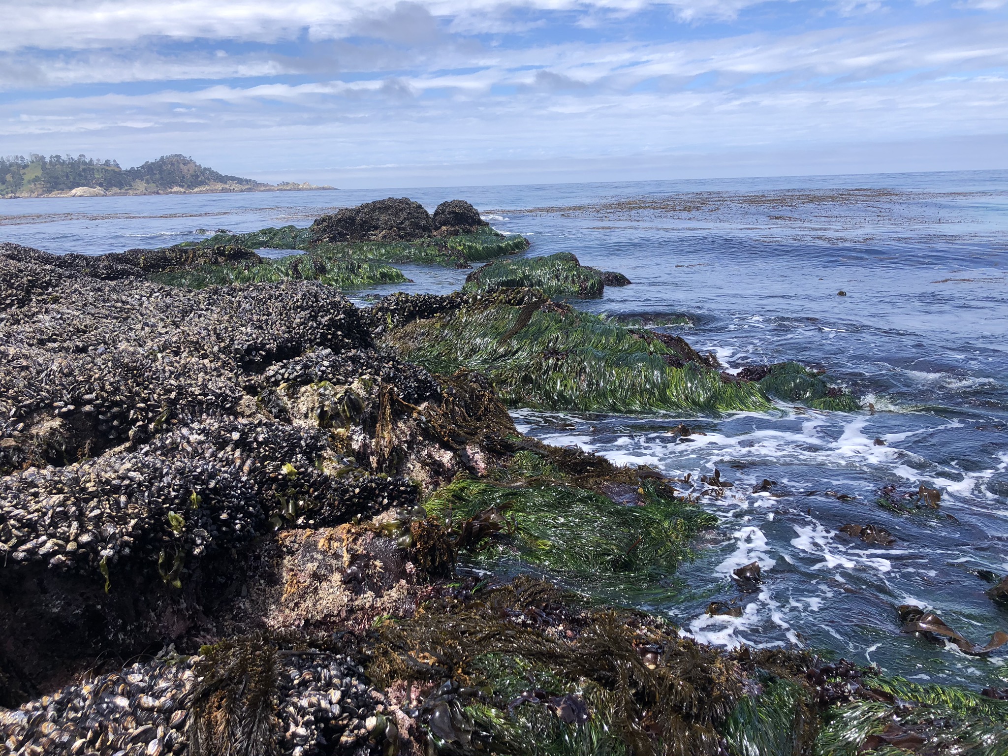 Tidepool Working Group: Meeting #1