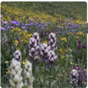 Discover Indigenous Lands with Native Land Digital