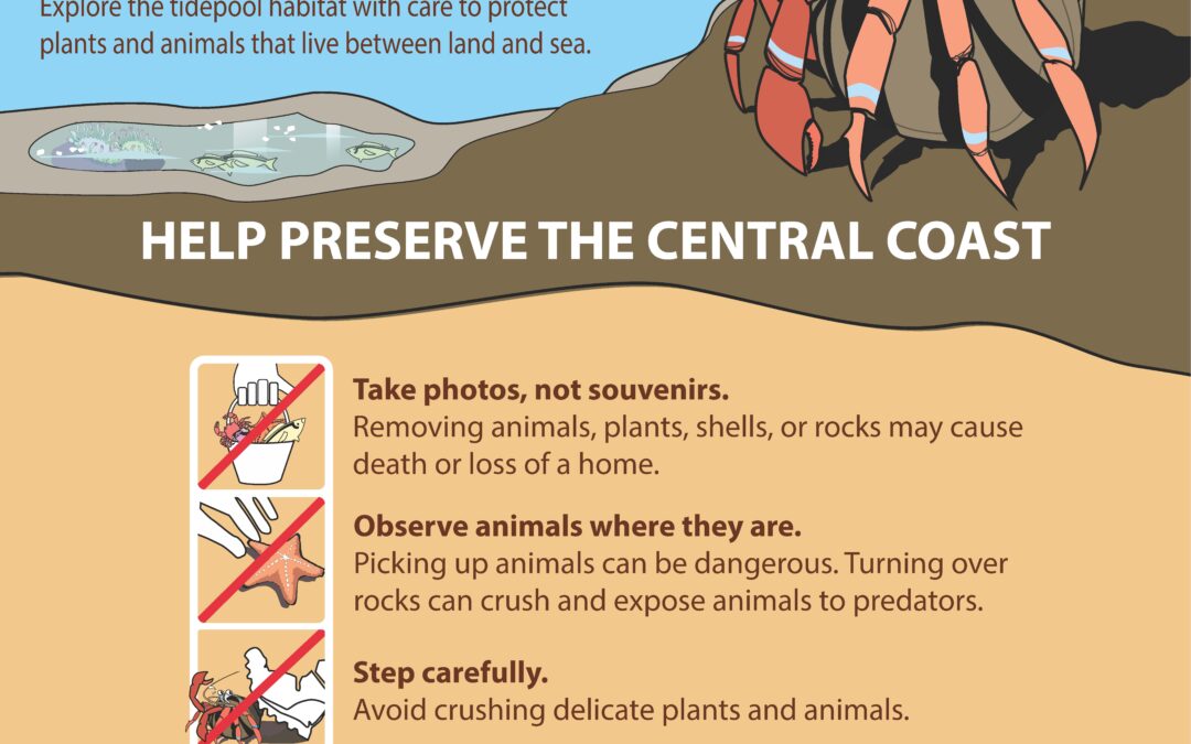 Good Tidepooler Rules Sign – Cambria SMCA/SMP