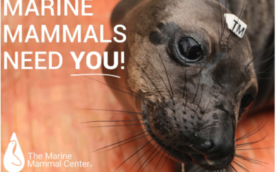 Volunteer with The Marine Mammal Center