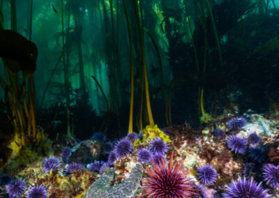 Help the Kelp: How Innovative Science and an Unprecedented New Investment Will Inform the Future of Kelp Restoration in California