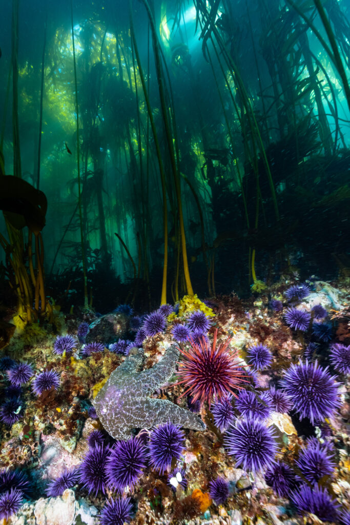 Help the Kelp: How Innovative Science and an Unprecedented New Investment Will Inform the Future of Kelp Restoration in California
