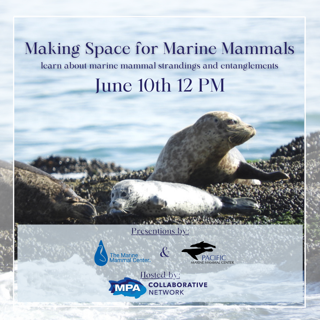 Making Space for Marine Mammals Webinar