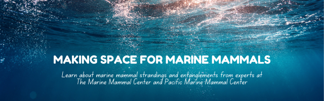 Making Space for Marine Mammals webinar